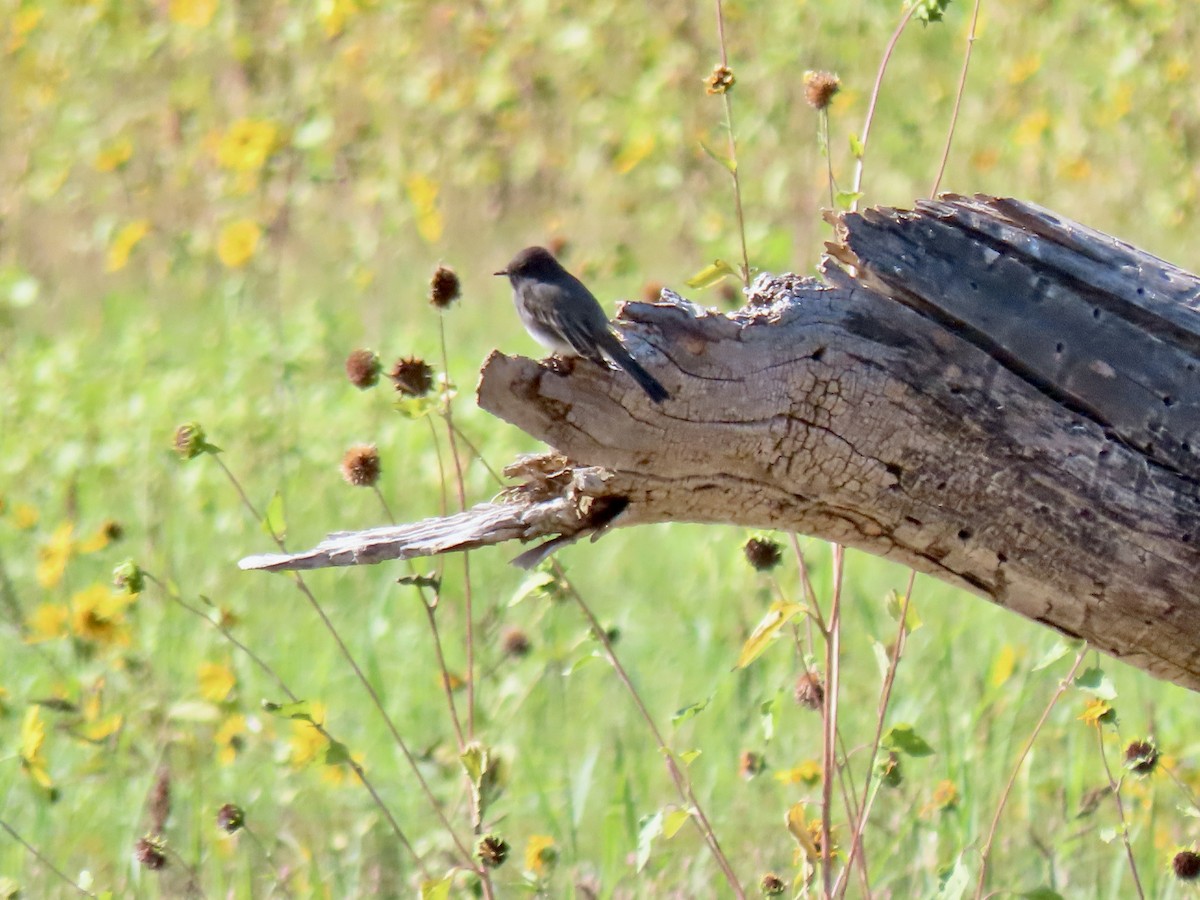 Black Phoebe - ML642029236