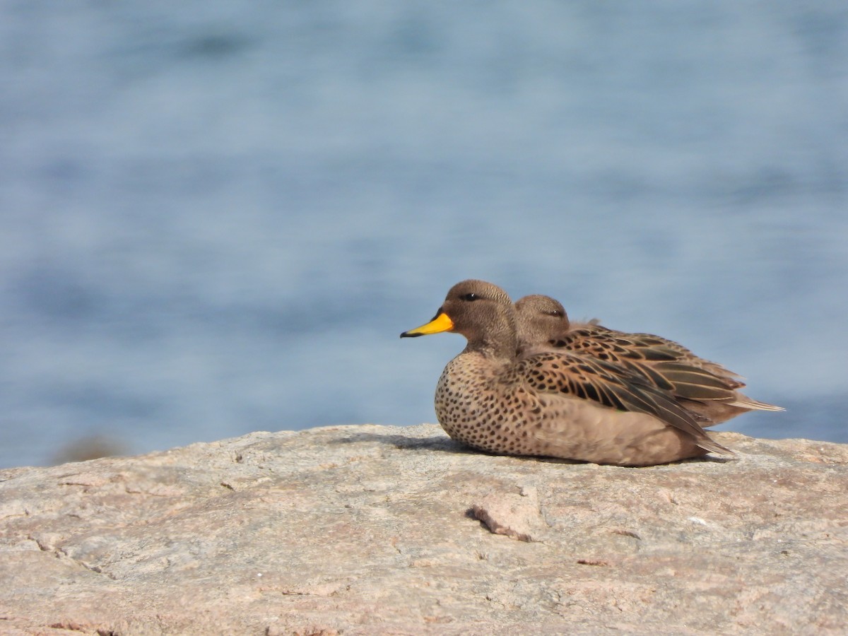 Yellow-billed Teal - ML642029243