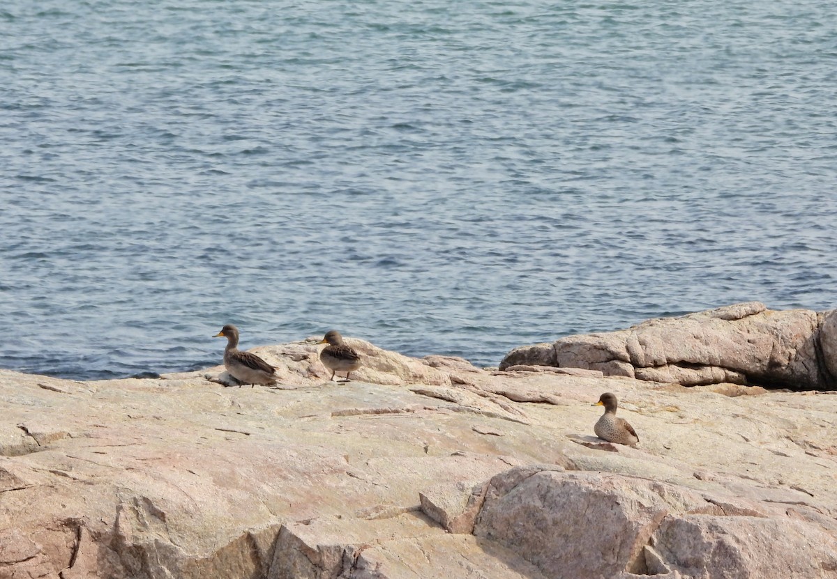 Yellow-billed Teal - ML642029244