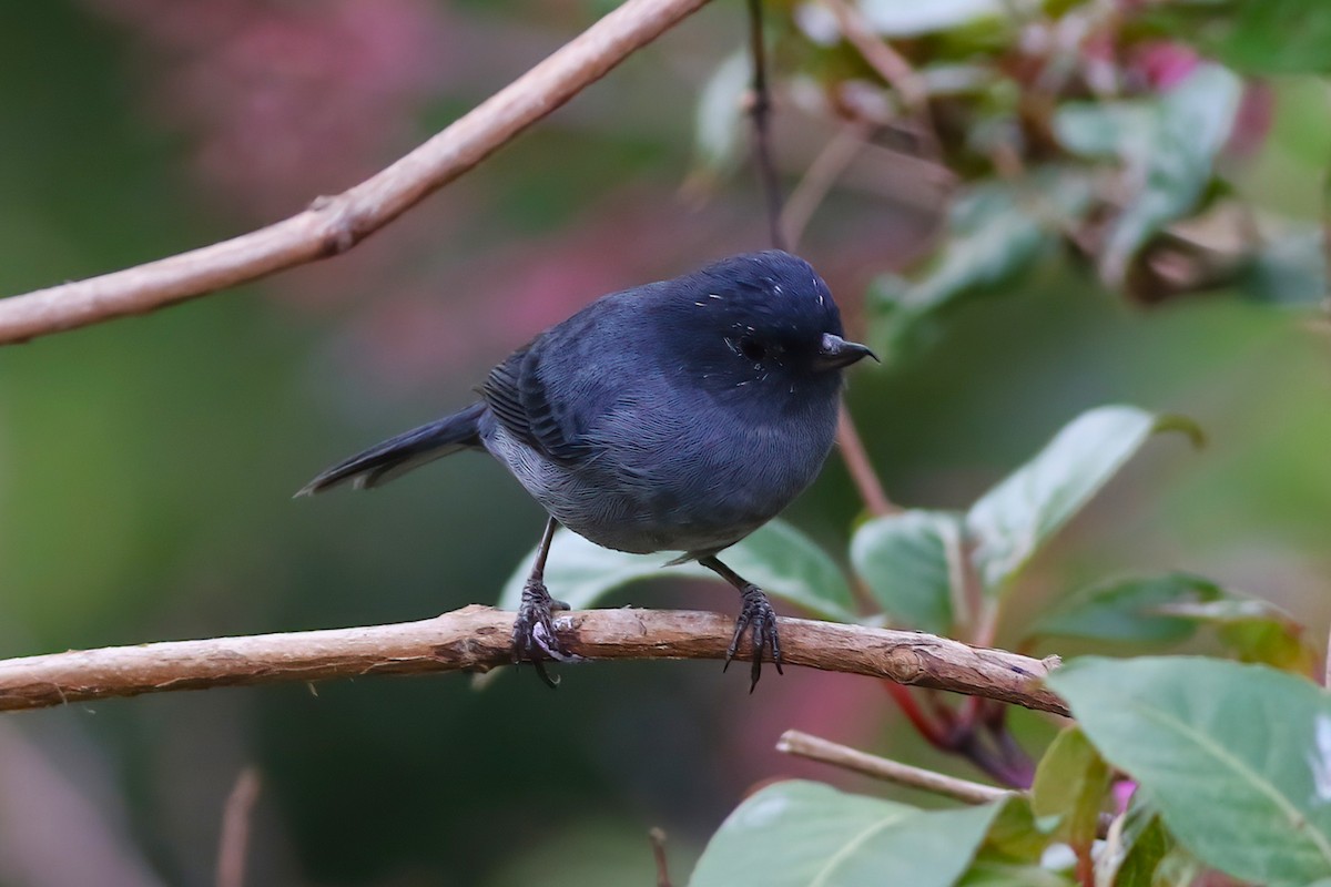 Slaty Flowerpiercer - ML642029246