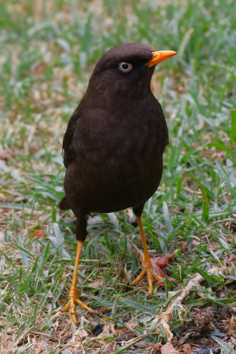 Sooty Thrush - ML642029263
