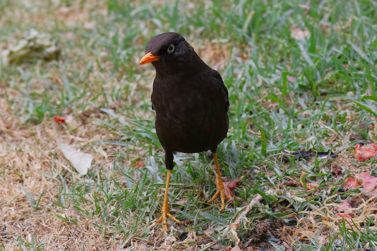 Sooty Thrush - ML642029264