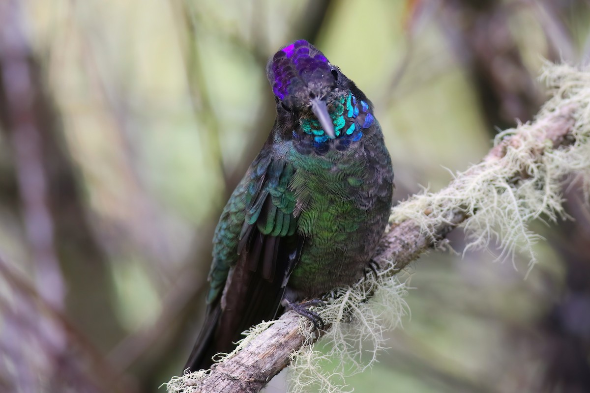 Talamanca Hummingbird - ML642029280