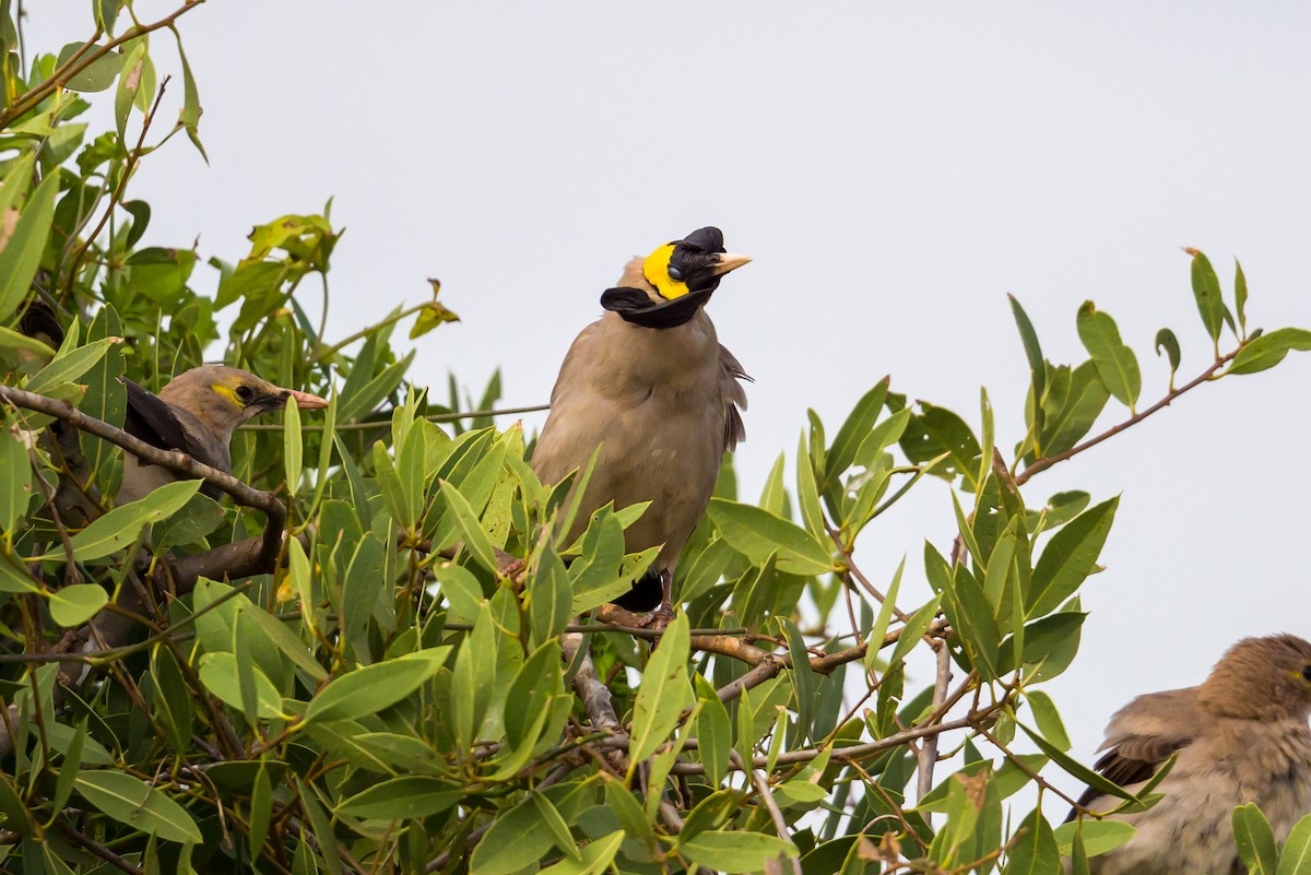 Wattled Starling - ML642029294