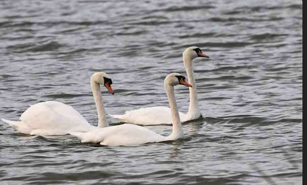 Mute Swan - ML642029299