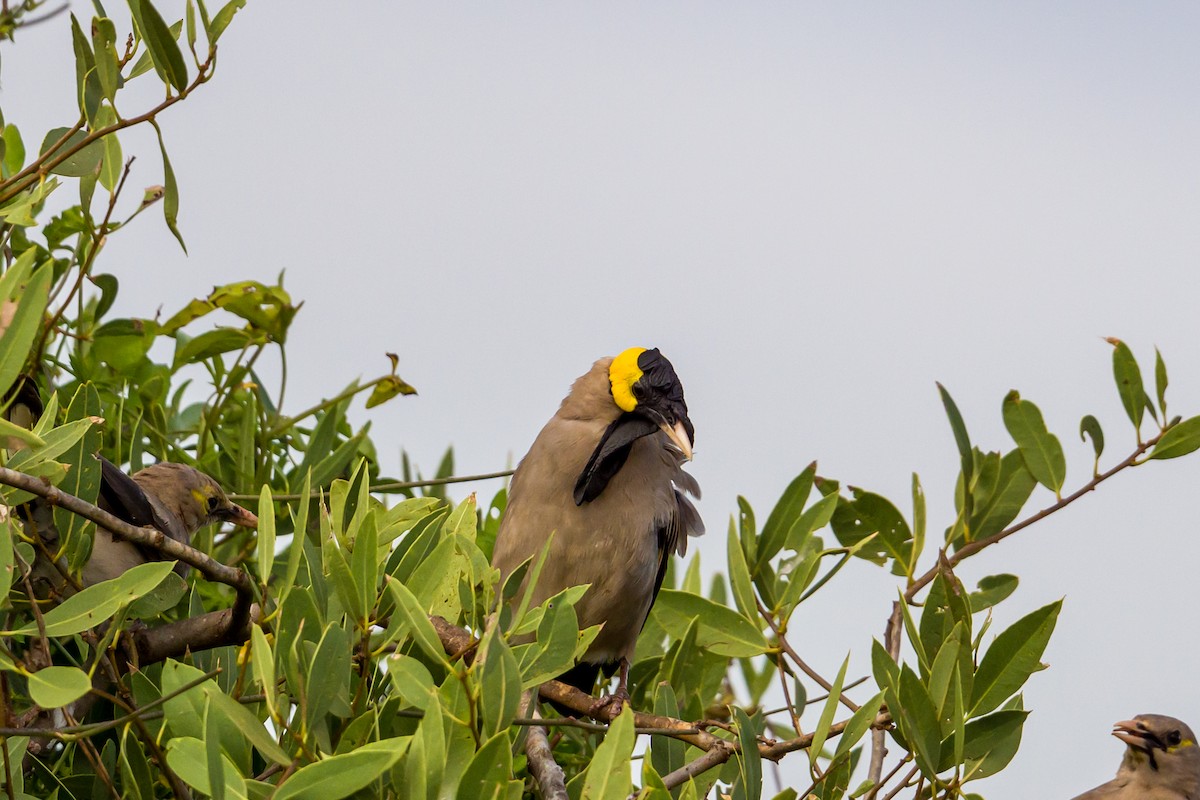 Wattled Starling - ML642029301