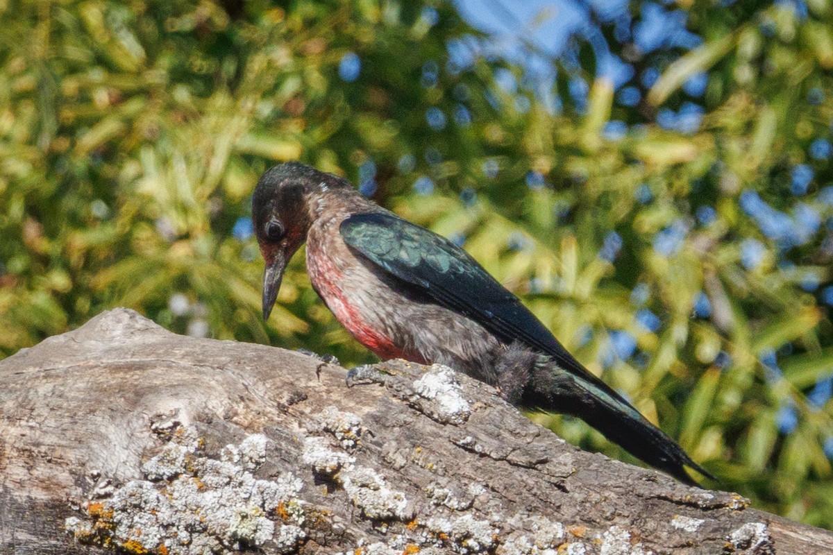 Lewis's Woodpecker - ML642029322