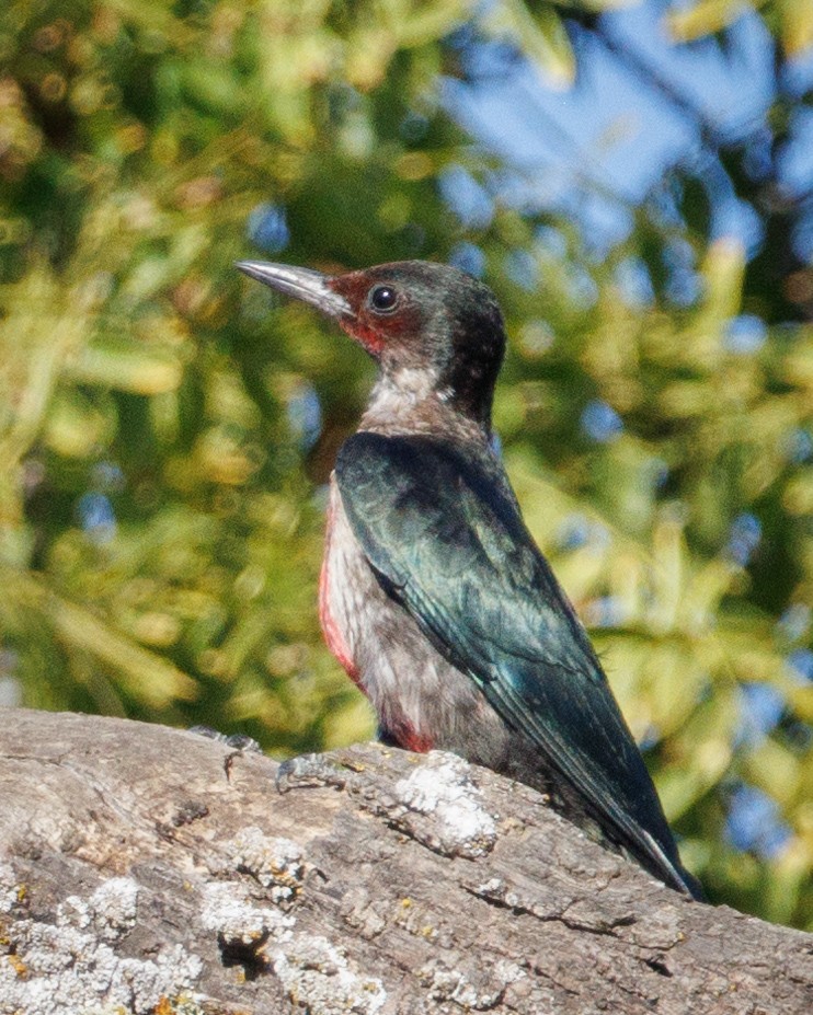 Lewis's Woodpecker - ML642029324