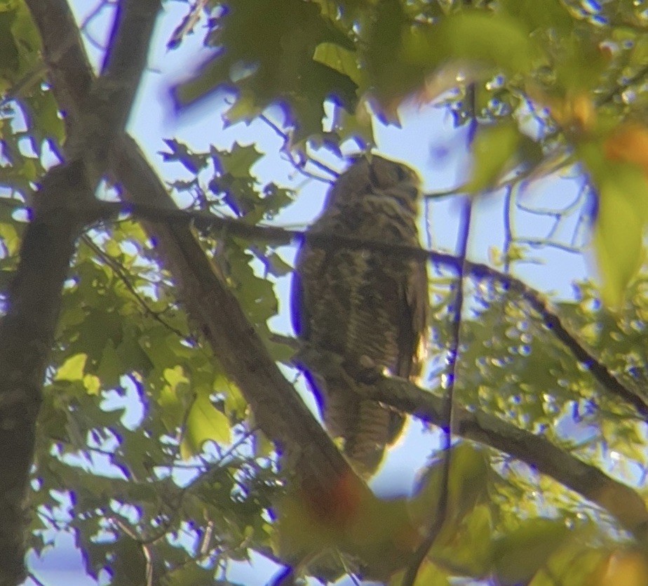 Great Horned Owl - ML642029368