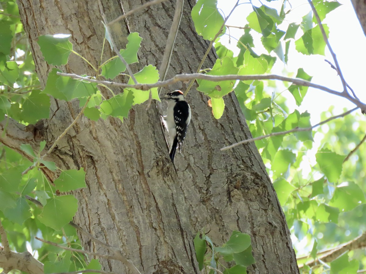 Downy Woodpecker - ML642029401