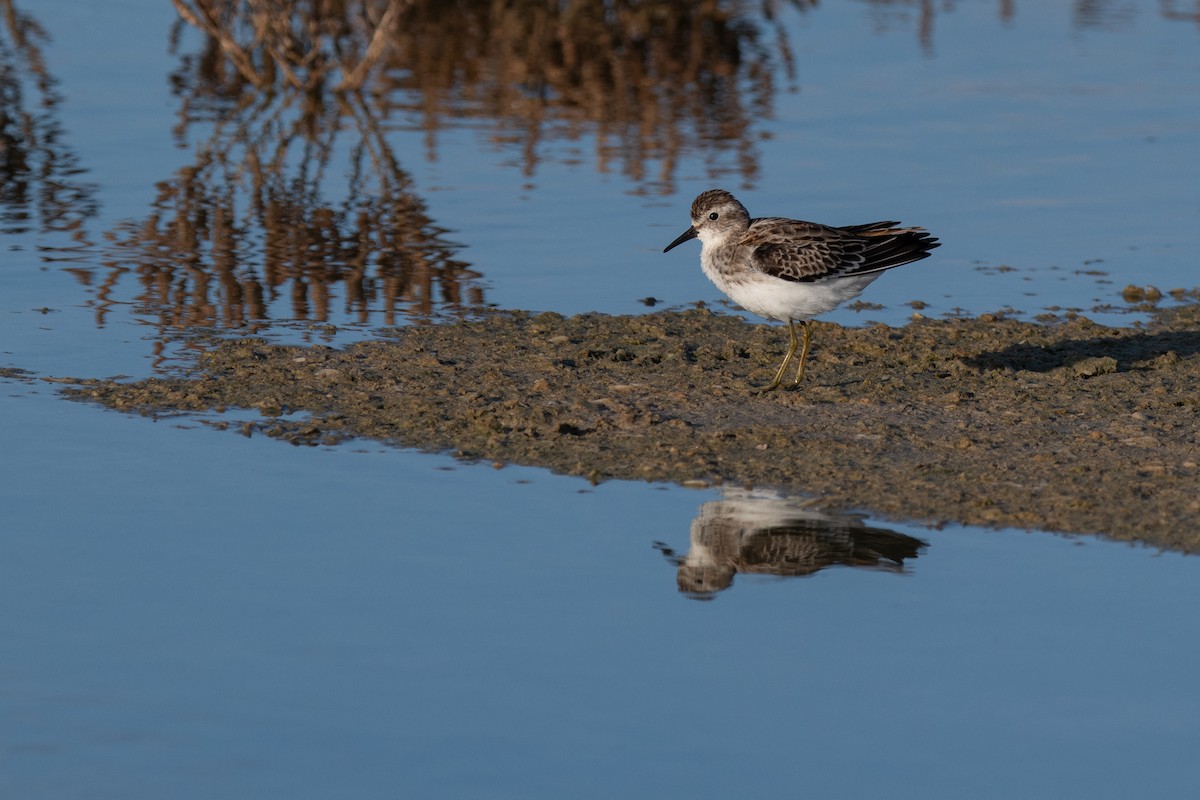 Least Sandpiper - ML642029423