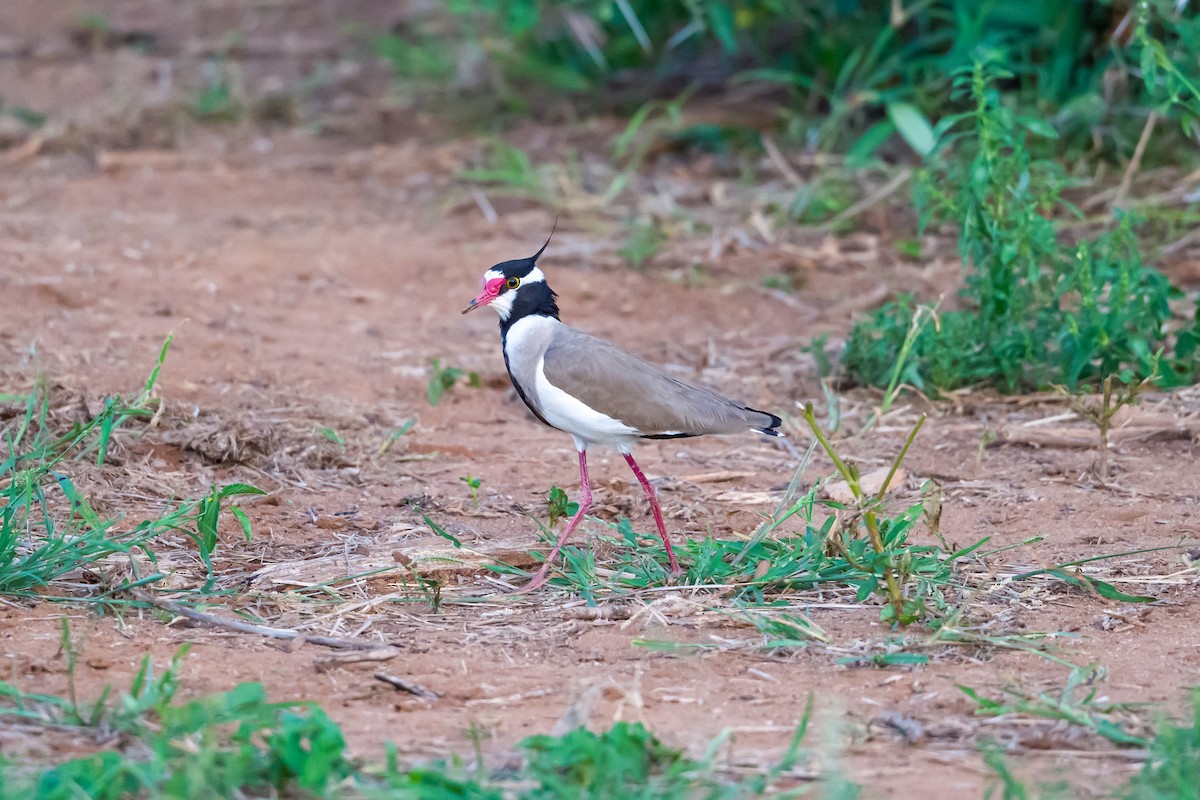 Black-headed Lapwing - ML642029429