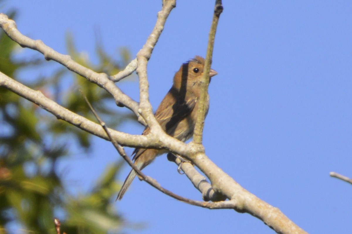 Indigo Bunting - ML642029442