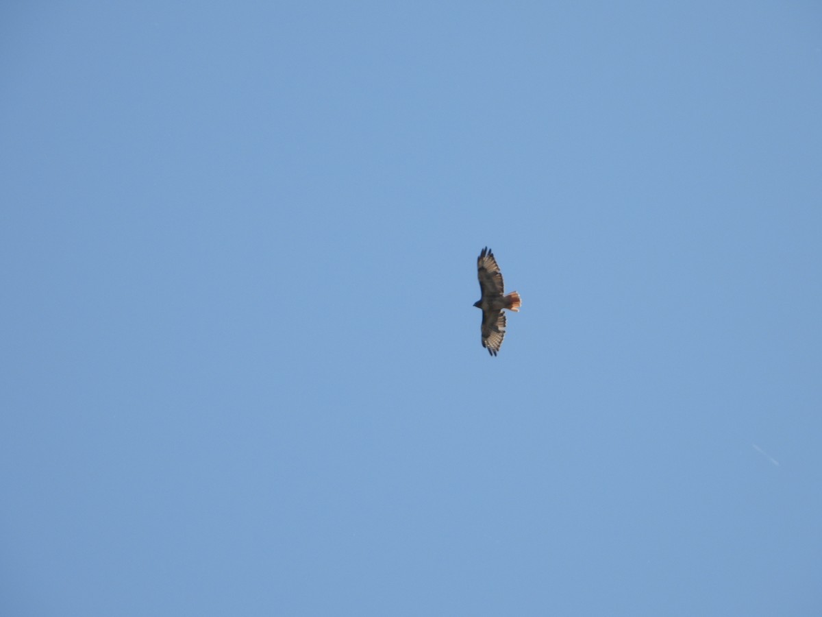 Red-tailed Hawk - ML642029443