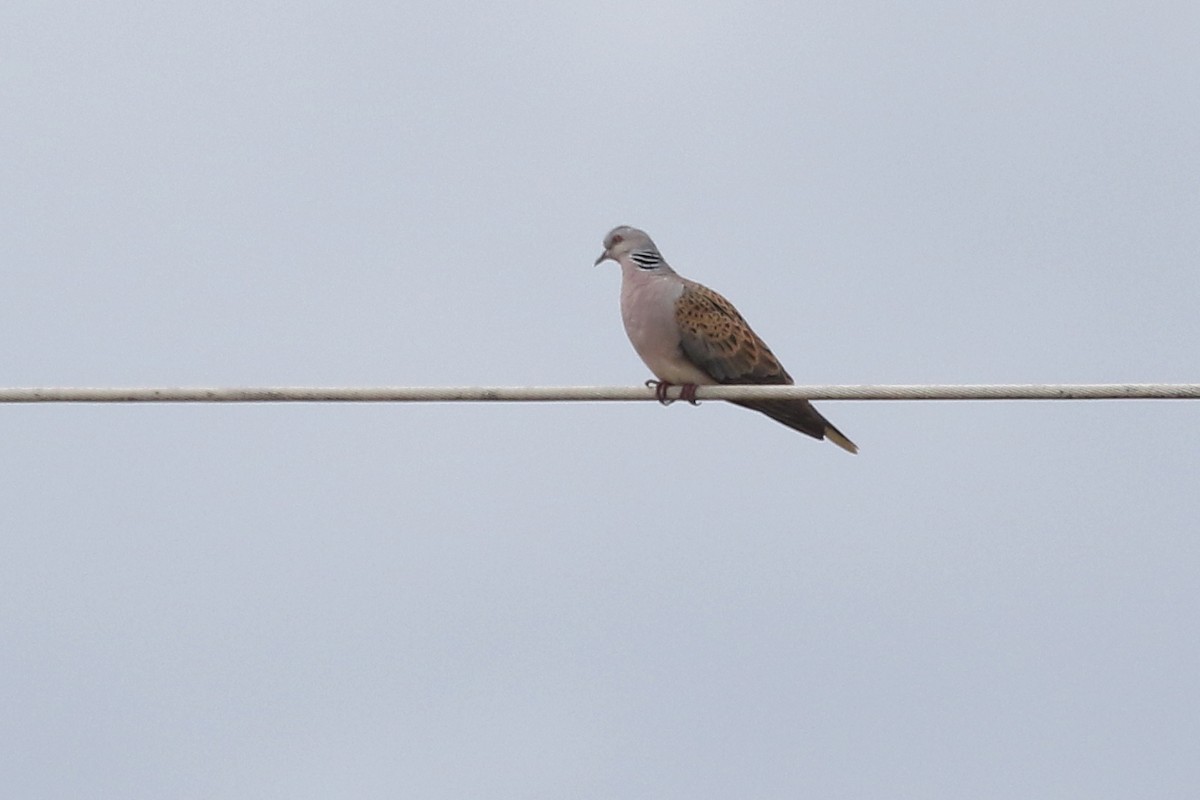 European Turtle-Dove - ML642029444