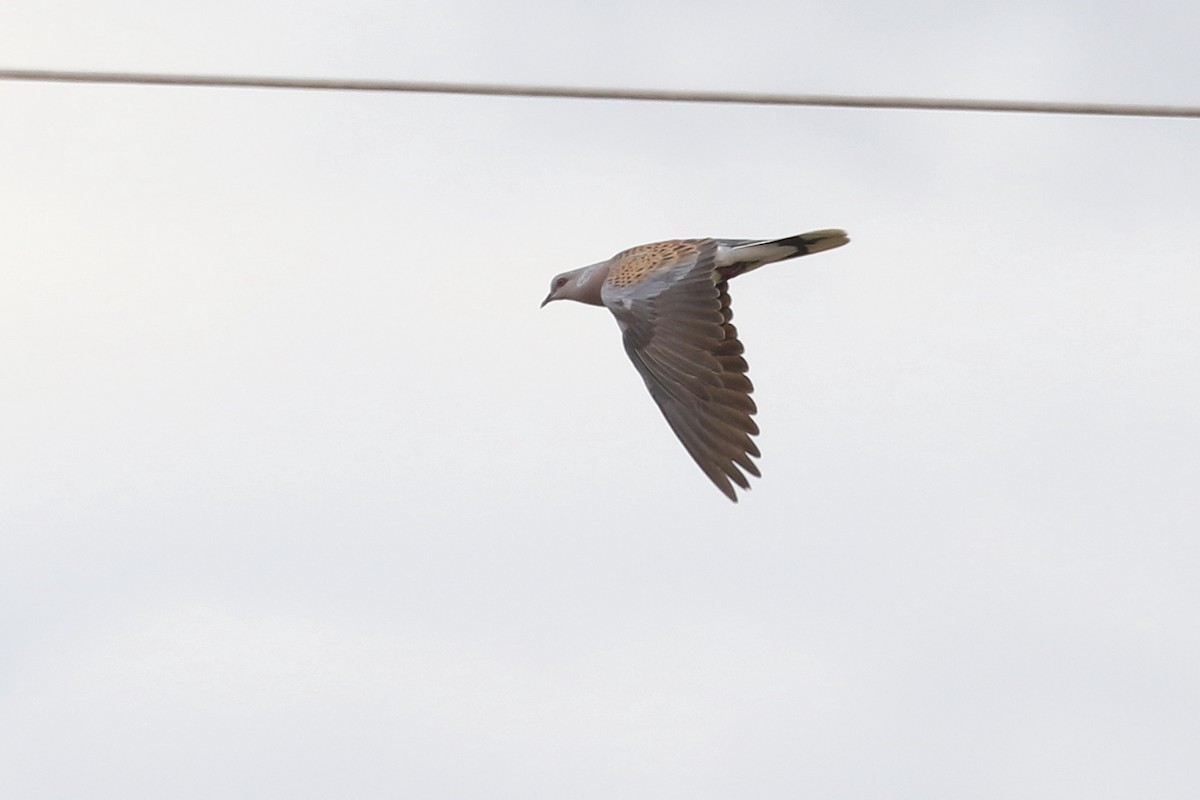 European Turtle-Dove - ML642029445
