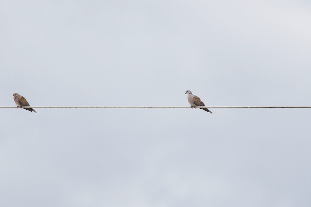 European Turtle-Dove - ML642029446