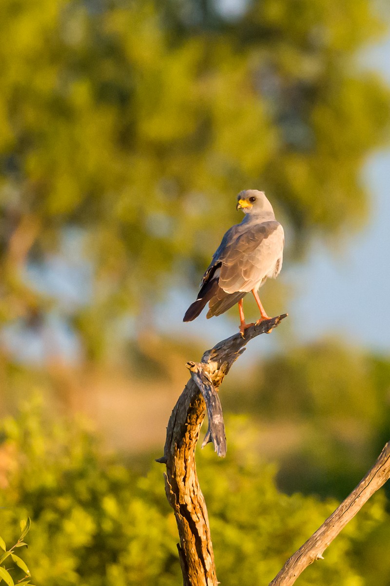 Eastern Chanting-Goshawk - ML642029455