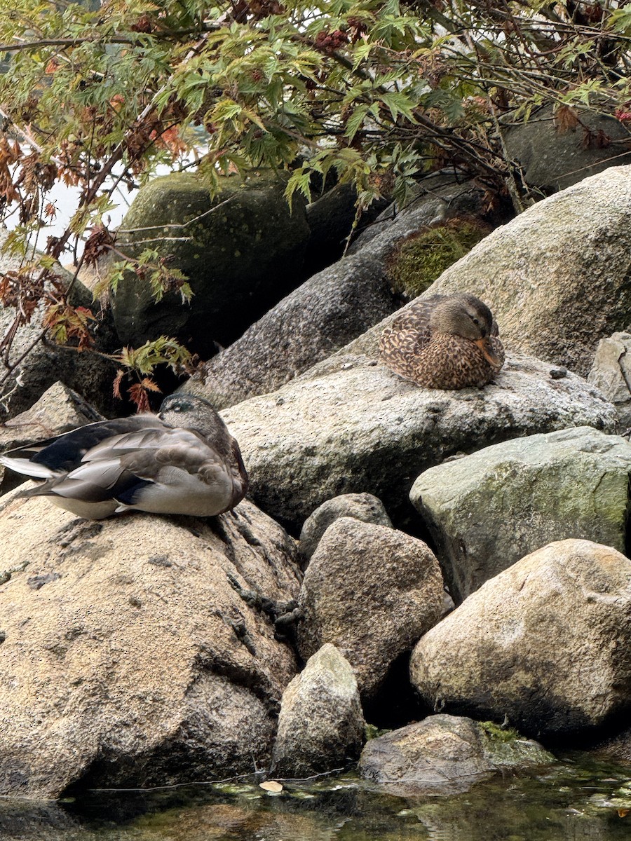 Mallard - ML642029456