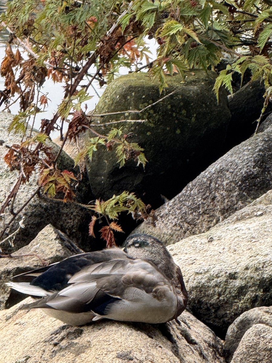 Mallard - ML642029457