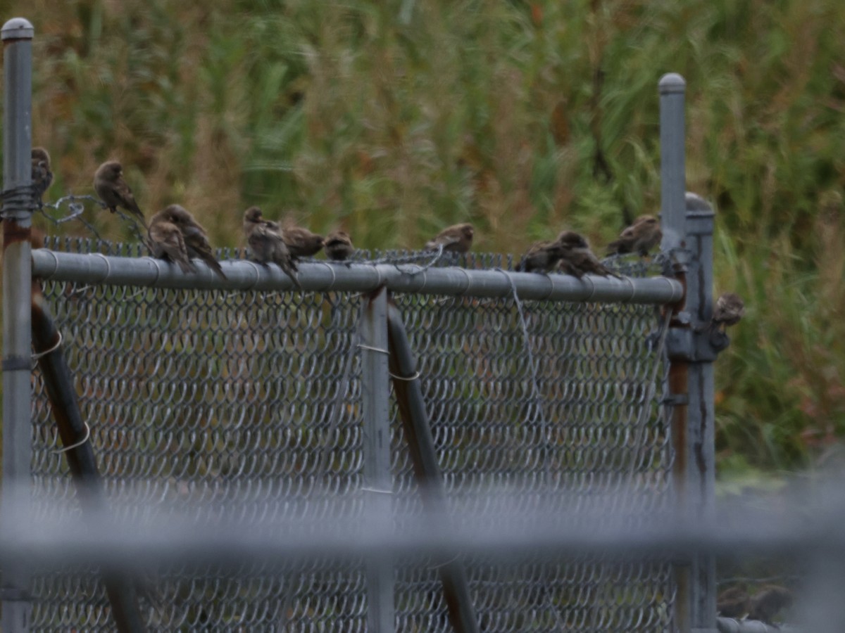 Gray-crowned Rosy-Finch - ML642029468