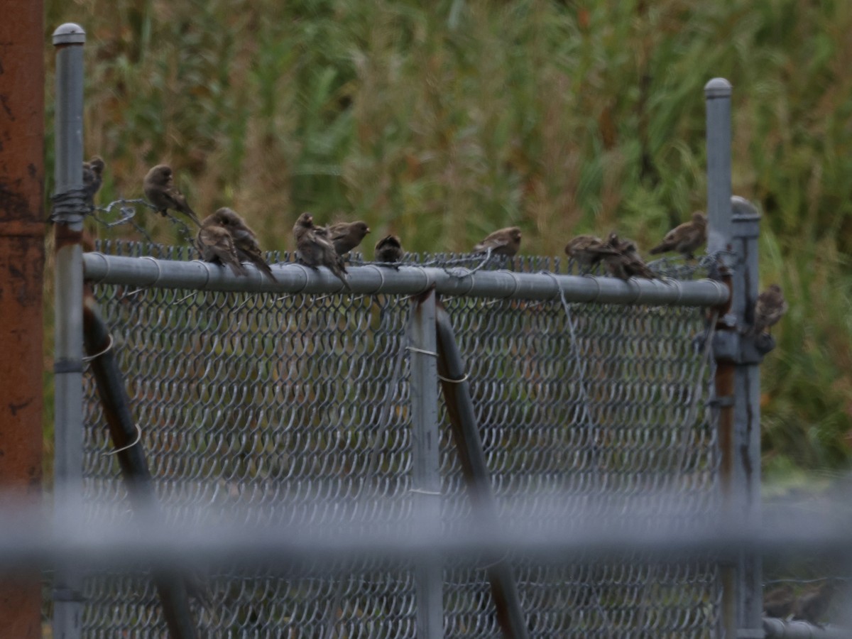 Gray-crowned Rosy-Finch - ML642029469