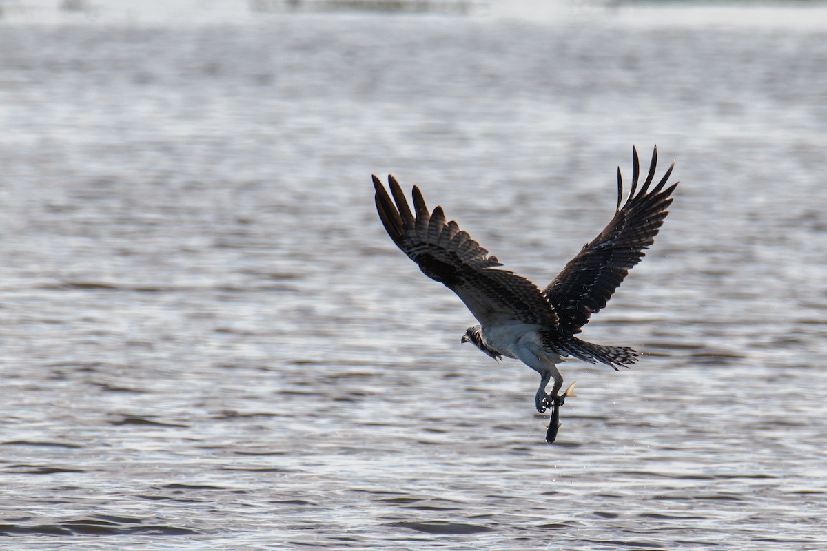 Osprey - ML642029473