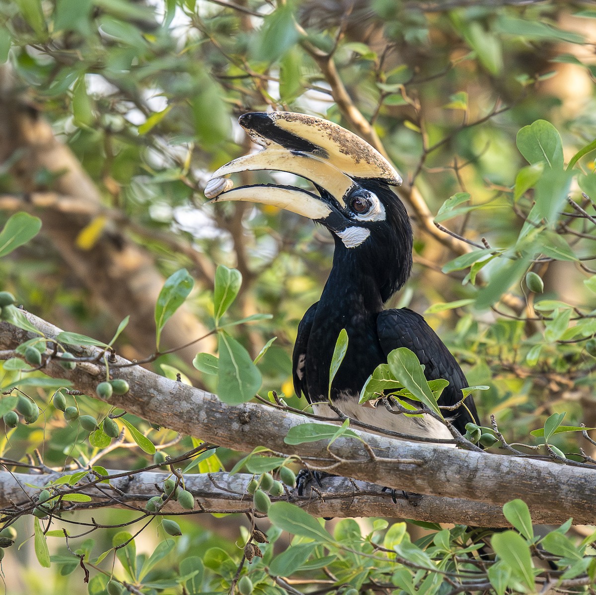 Oriental Pied-Hornbill - ML642029475