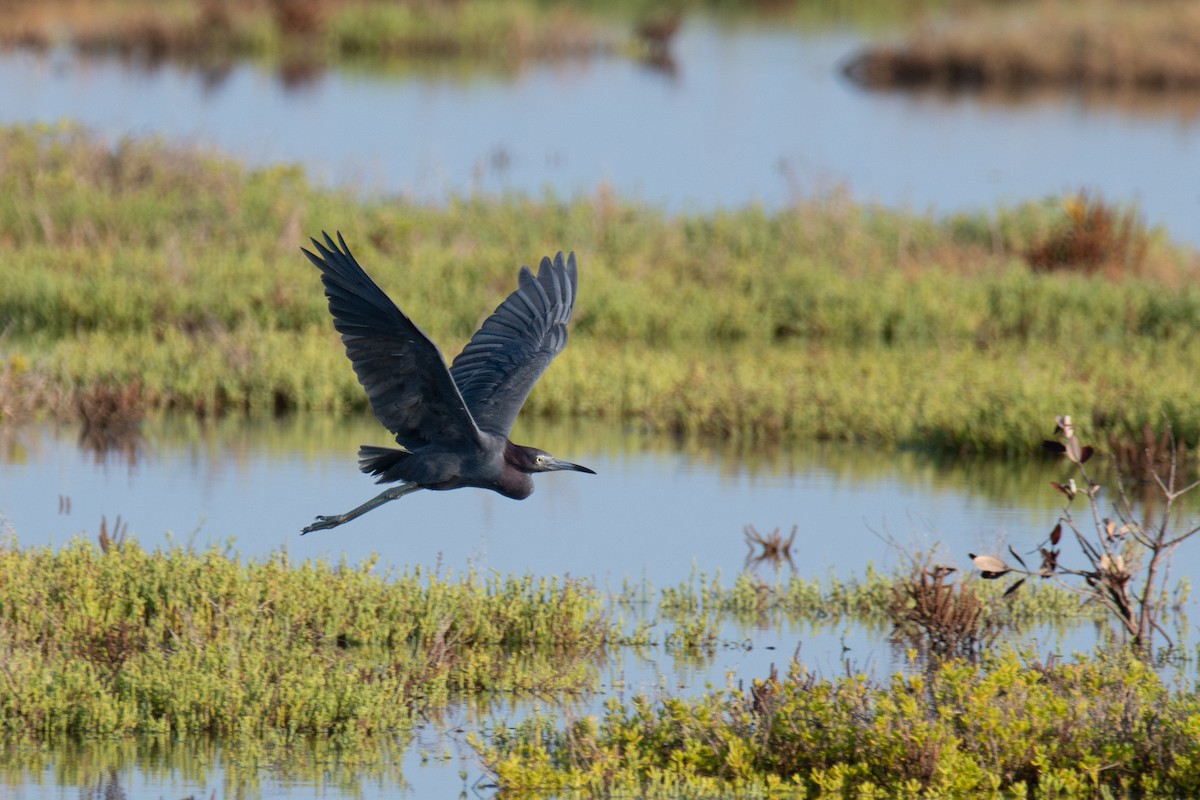 Little Blue Heron - ML642029479