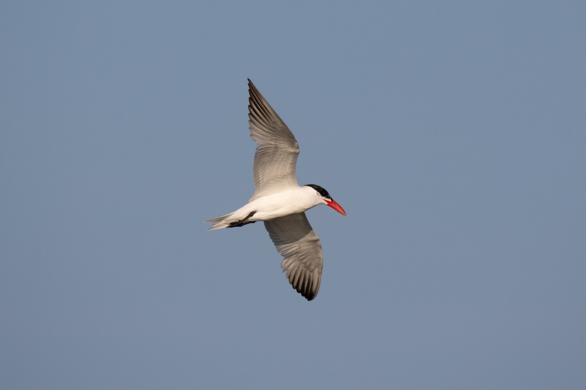 Caspian Tern - ML642029482