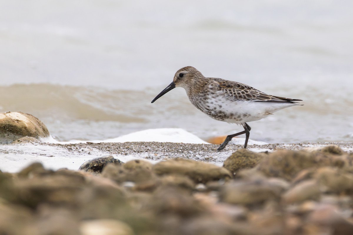 Dunlin - ML642029498