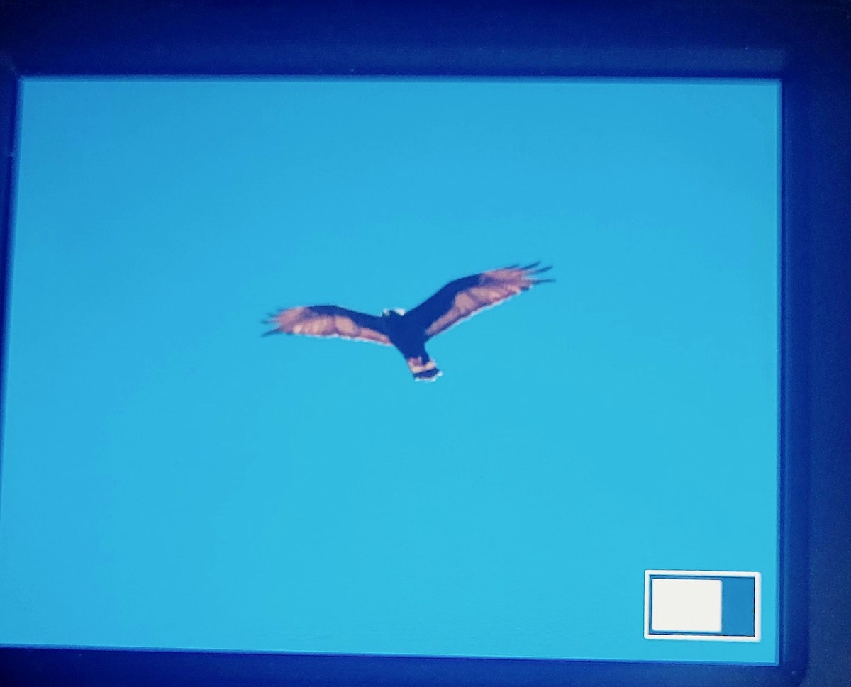 Zone-tailed Hawk - ML642029517
