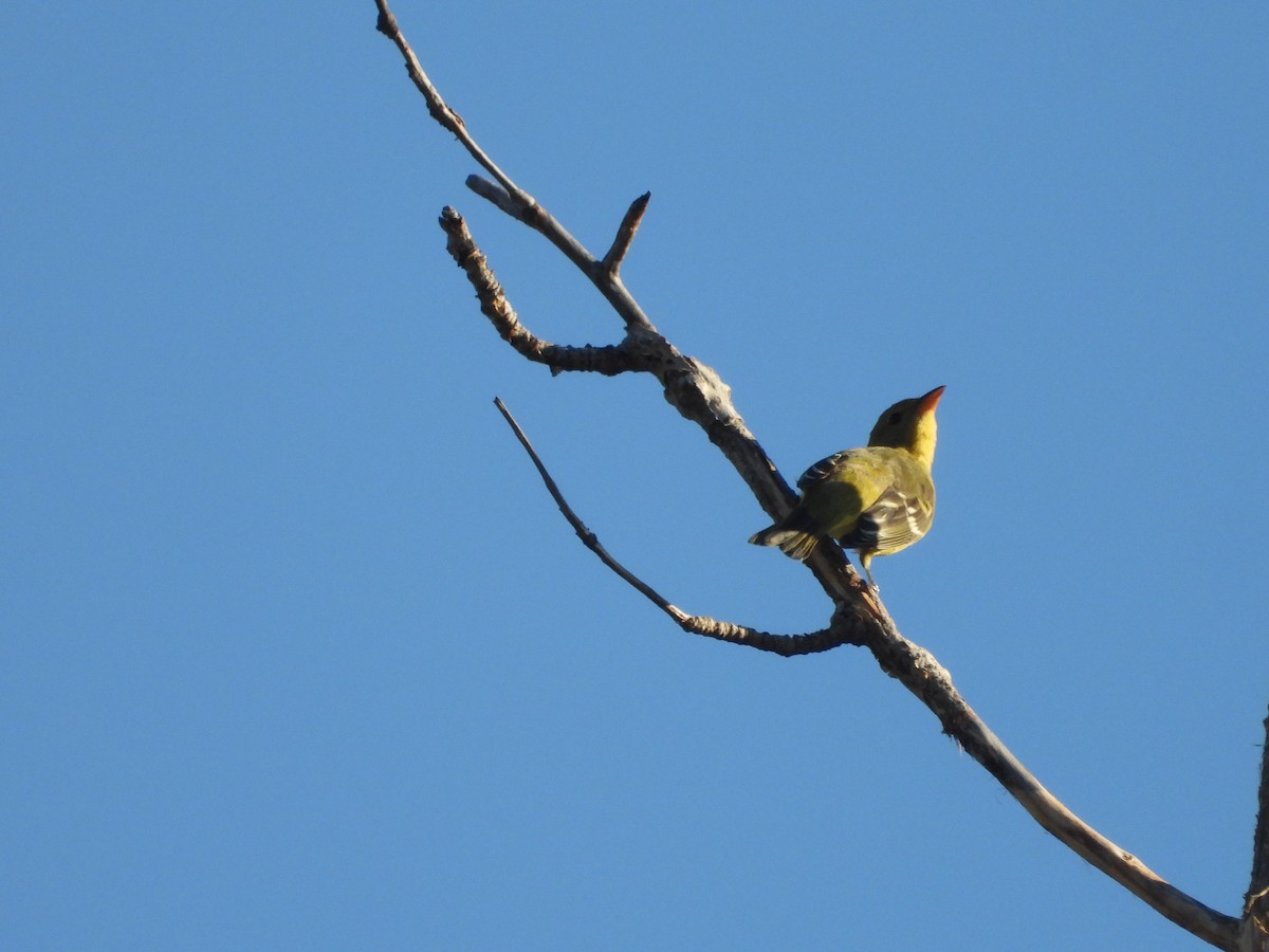 Western Tanager - ML642029535