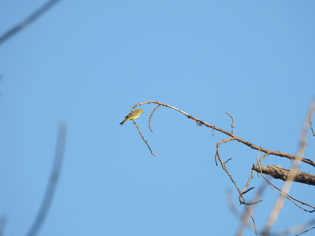 Western Tanager - ML642029536
