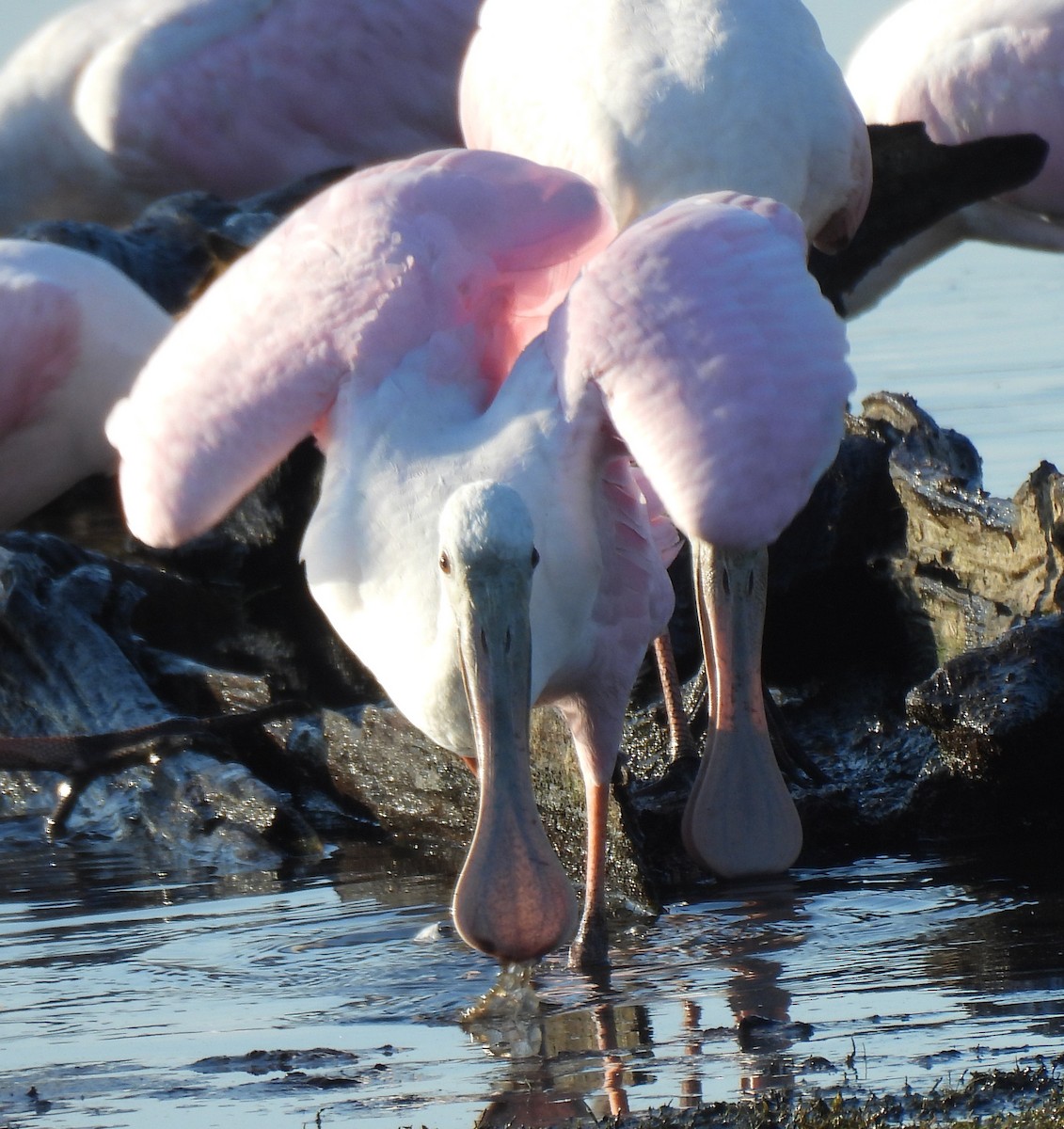 Roseate Spoonbill - ML642029538
