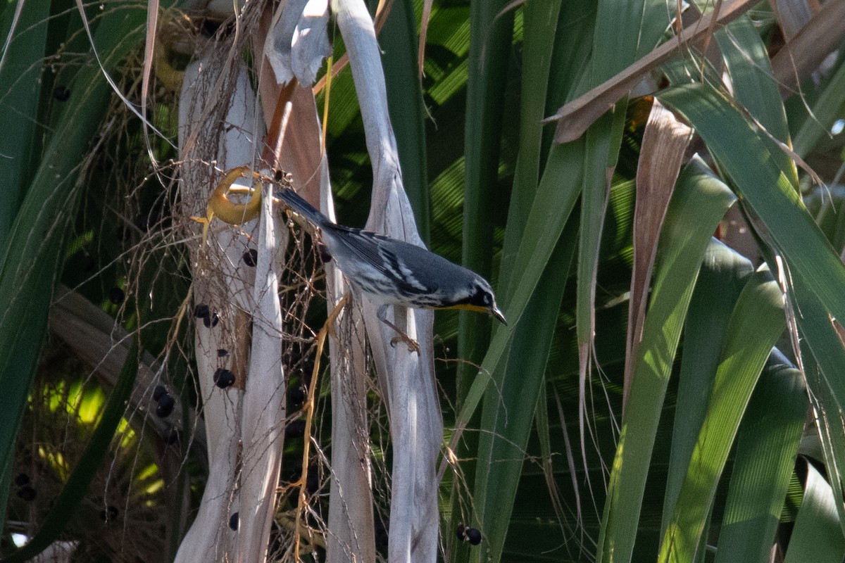 Yellow-throated Warbler - ML642029539