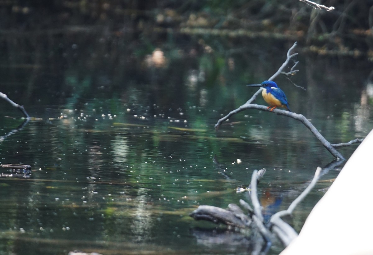 Half-collared Kingfisher - ML642029547
