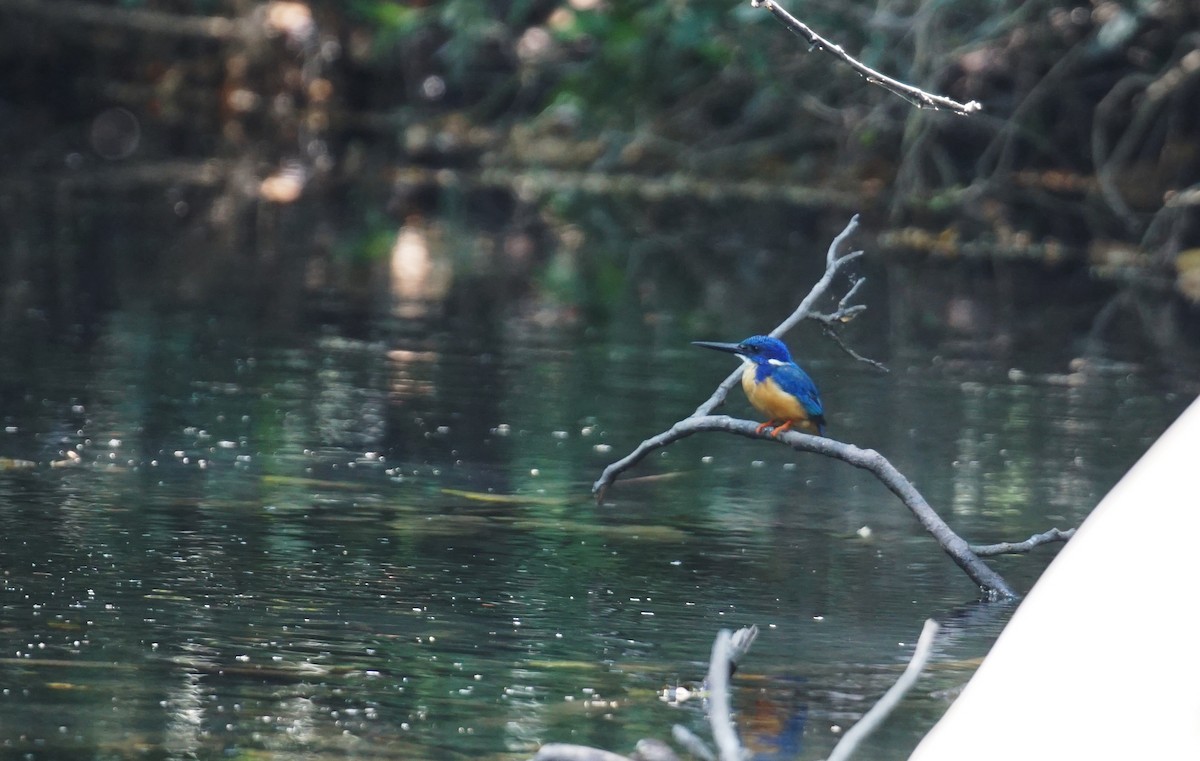 Half-collared Kingfisher - ML642029560