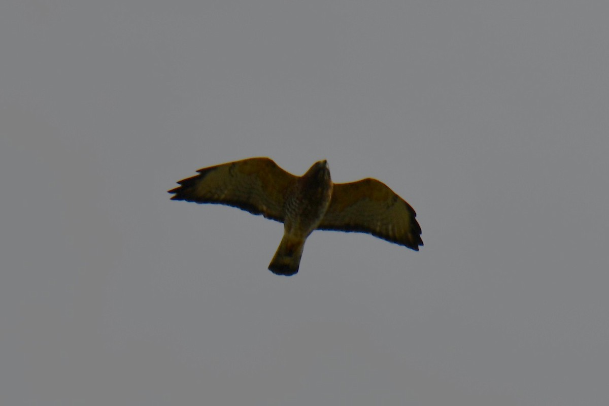 Broad-winged Hawk - ML642029563