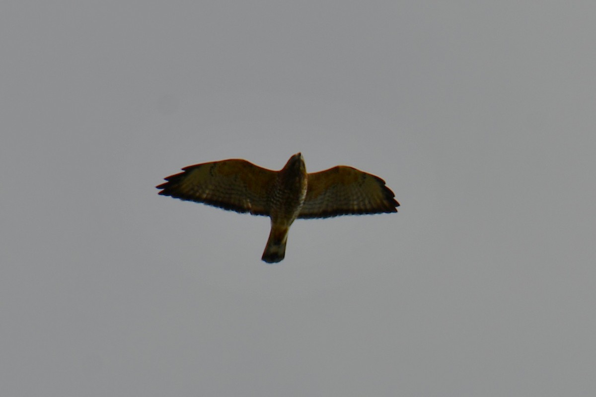 Broad-winged Hawk - ML642029564