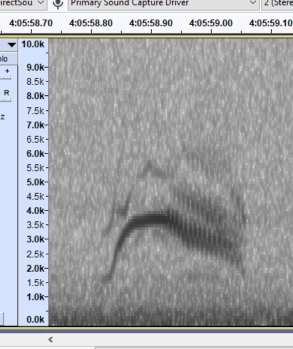 Grauwangen-Musendrossel - ML642029576