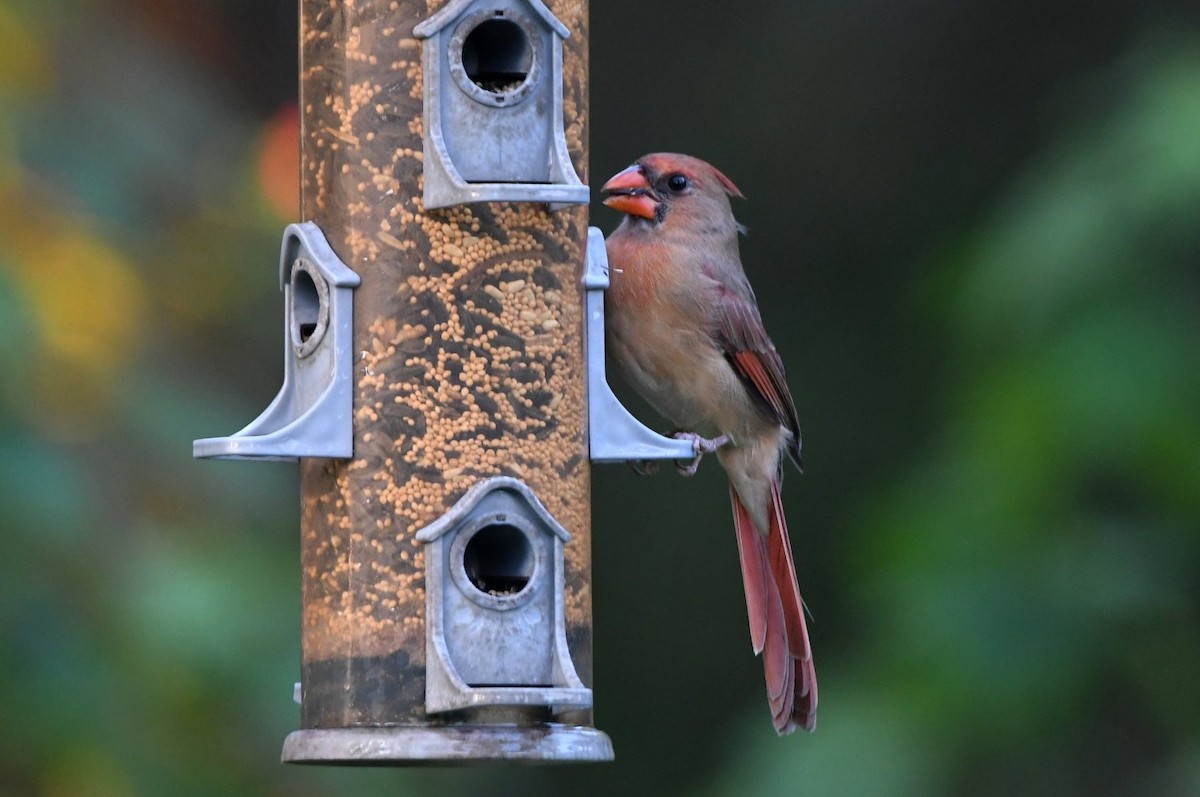 Northern Cardinal - ML642029588