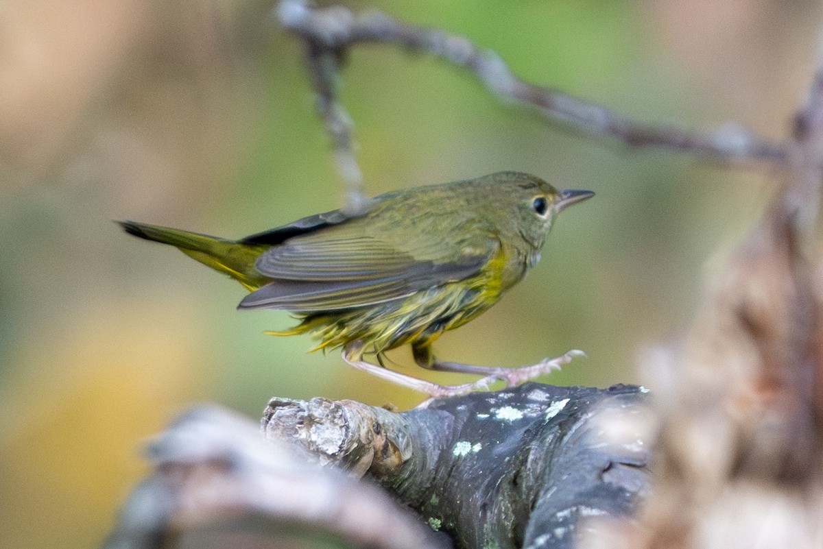 Mourning Warbler - ML642029591