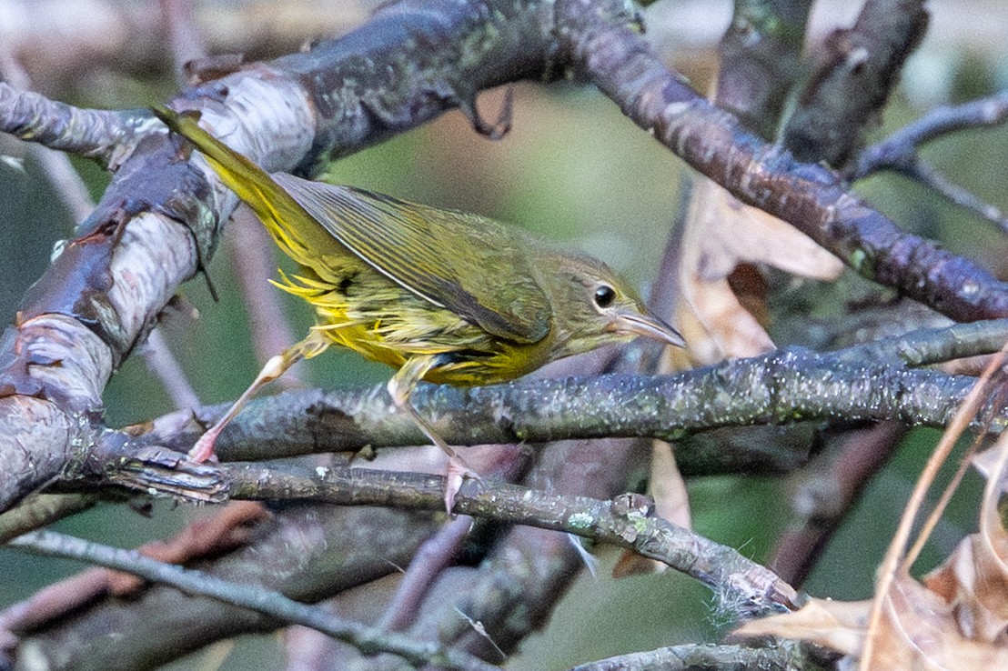 Mourning Warbler - ML642029596