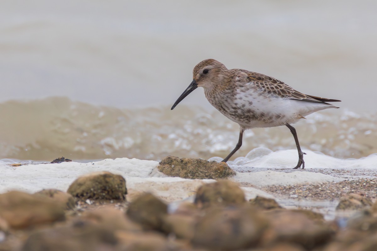 Dunlin - ML642029597