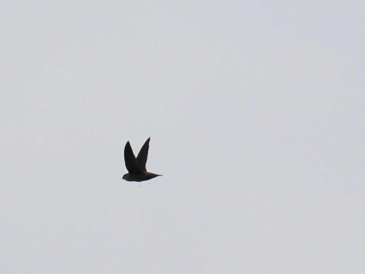 Vaux's Swift - ML642029598
