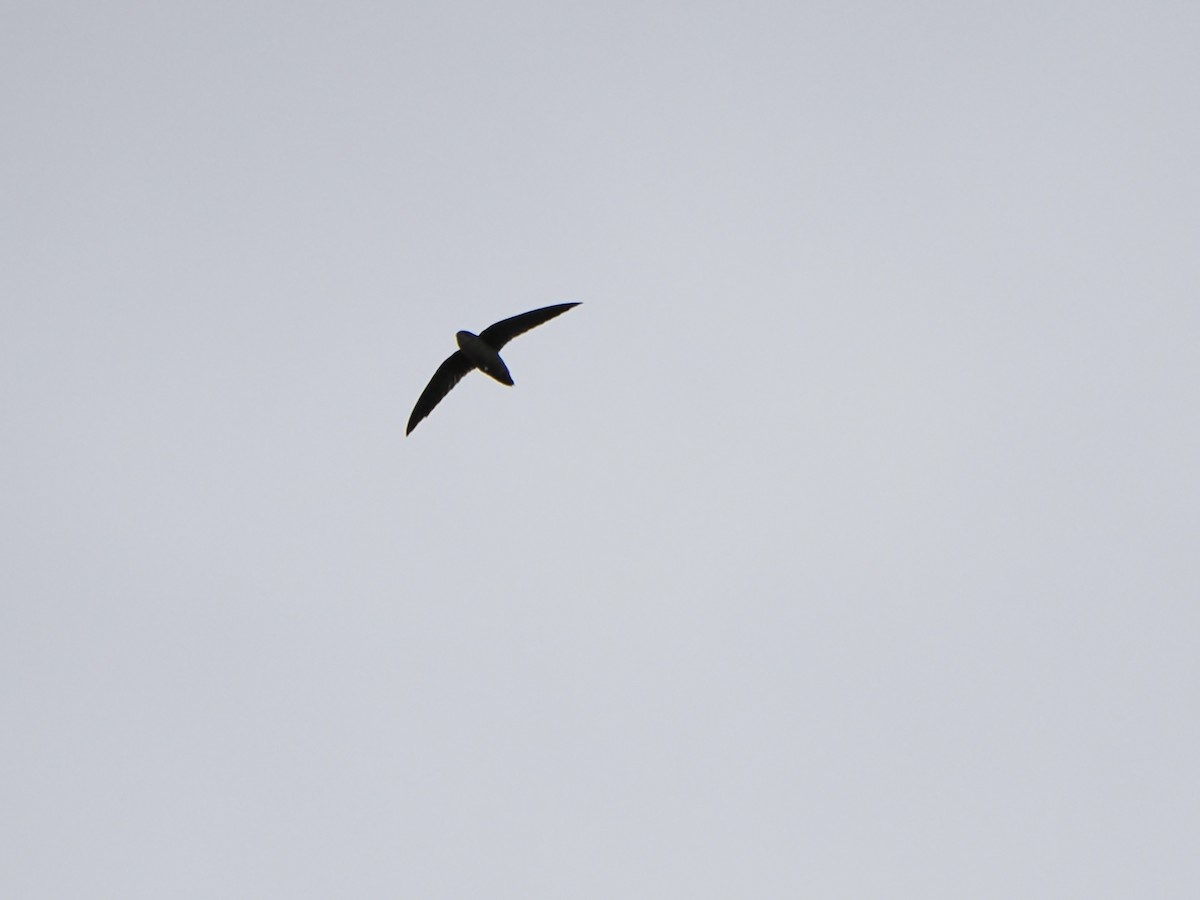 Vaux's Swift - ML642029599