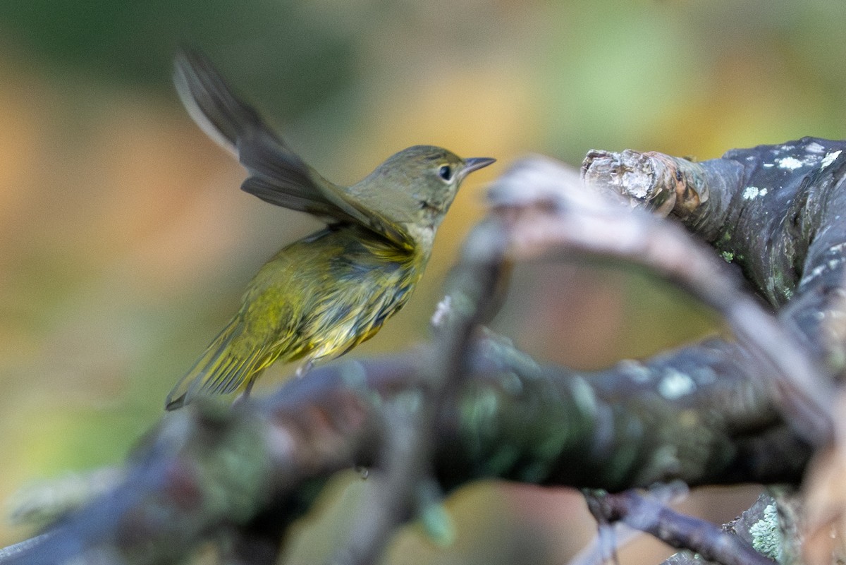 Mourning Warbler - ML642029601