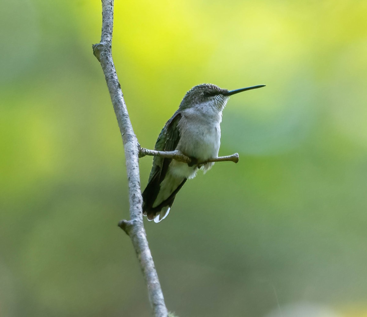 Ruby-throated Hummingbird - ML642029604