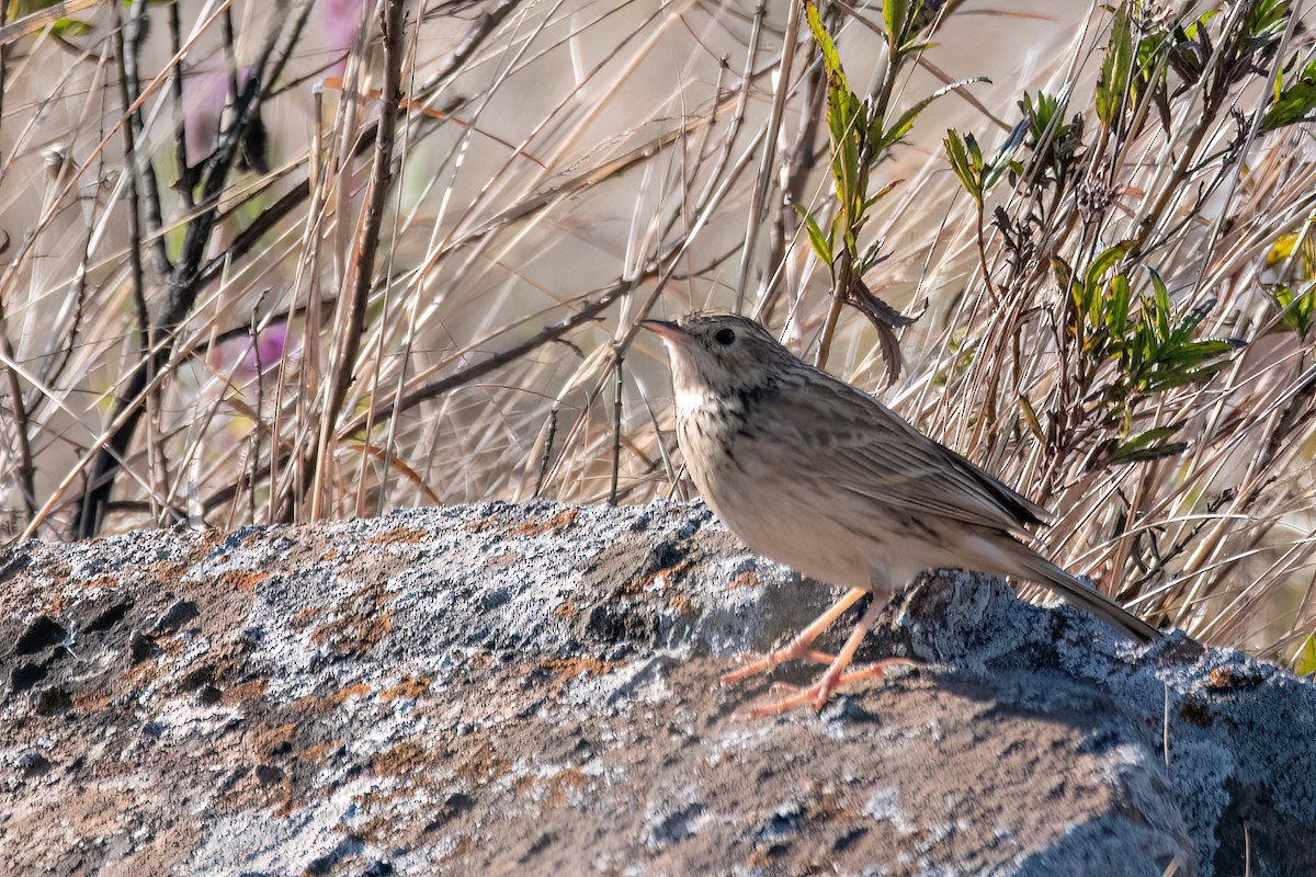 Hellmayr's Pipit - ML642029618